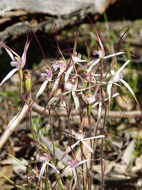 Caladenia variens was Caladenia vulgata - Common Spider Orchid