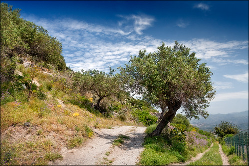 flowers trees italy nature fence landscape outdoors europe italia view path hill olive sicily sicilia messina tindari tyndaris 1750mm