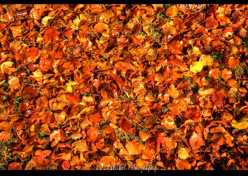 red orange fallleaves fall nature leaves yellow rural landscape outdoors photography photo leaf nikon tennessee fallcolors pic photograph thesouth 365 hdr cumberlandplateau ruralamerica photomatix putnamcounty cookevilletn bracketed project365 middletennessee 2013 ruraltennessee hdrphotomatix ruralview hdrimaging 365daysproject 365project 365photos ibeauty southernlandscape 328365 hdraddicted d5200 southernphotography screamofthephotographer hdrvillage jlrphotography photographyforgod worldhdr nikond5200 hdrrighthererightnow engineerswithcameras hdrworlds god’sartwork nature’spaintbrush jlramsaurphotography 1yearofphotographs 365photographsinayear 1shotperdayfor1year