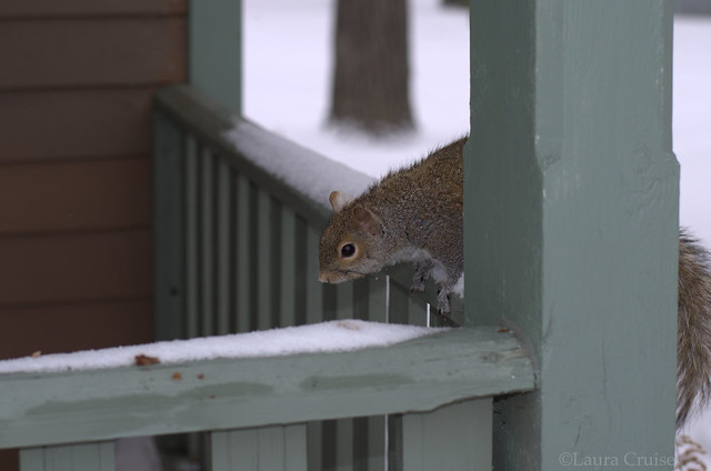 Squirrel peek