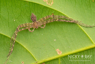 Huntsman Spider (Heteropoda sp.) - DSC_6415