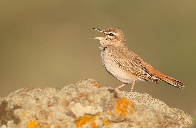 Cercotrichas galactotes | Rufous-tailed Scrub Robin | trädnäktergal