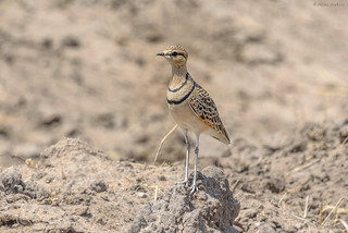 Double-banded Courser (Smutsornis africanus gracilis syn. … | Flickr