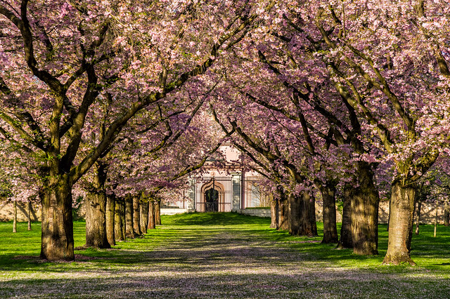 cherry blossoms in Schwetzingen Castle Garden // Kirschblüten im Schwetzinger Schlossgarten