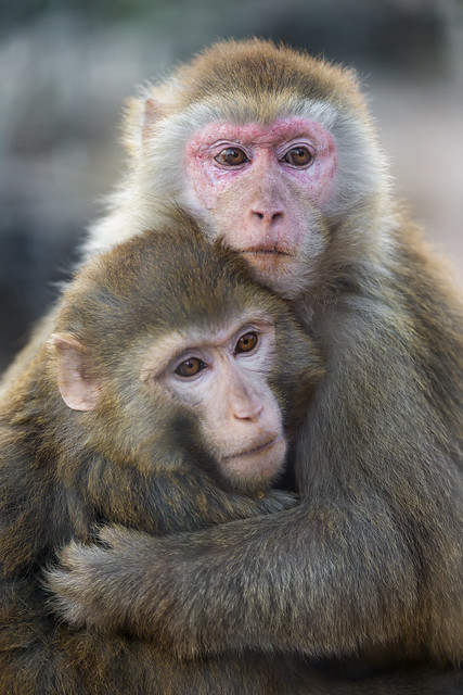 Two macaques holding each other III