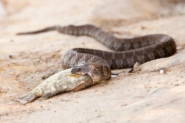 Northern Water Snake with a Meal