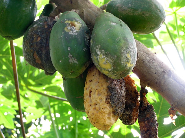 Phytophthora blight of papaya (Carica papaya)