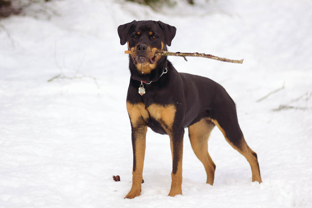 12 Dog breeds That Can Fight Wild Animals
