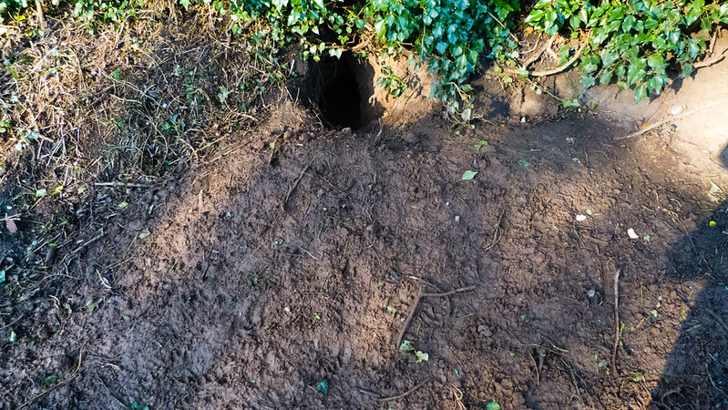 Badger sett, recently dug