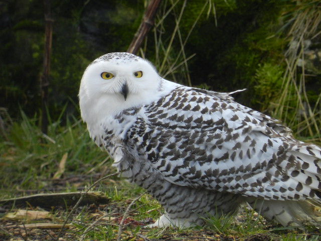 Snowy Owl, Highland Wildlife Park, Kincraig, Kingussie, March 2014