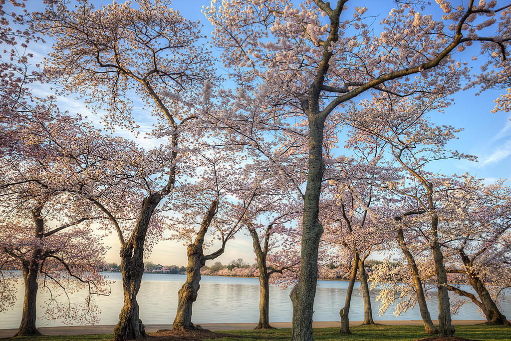 Сакура бассейн. Cherry Blossom Washington DC акварель. Cherry Blossom Washington DC.