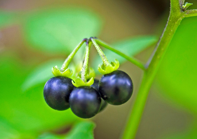 Black Nightshade Berries