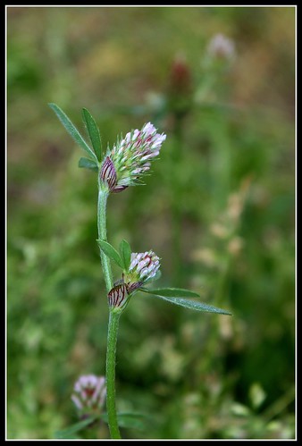 Trifolium striatum - trèfle strié 33313506714_919a8c70f7
