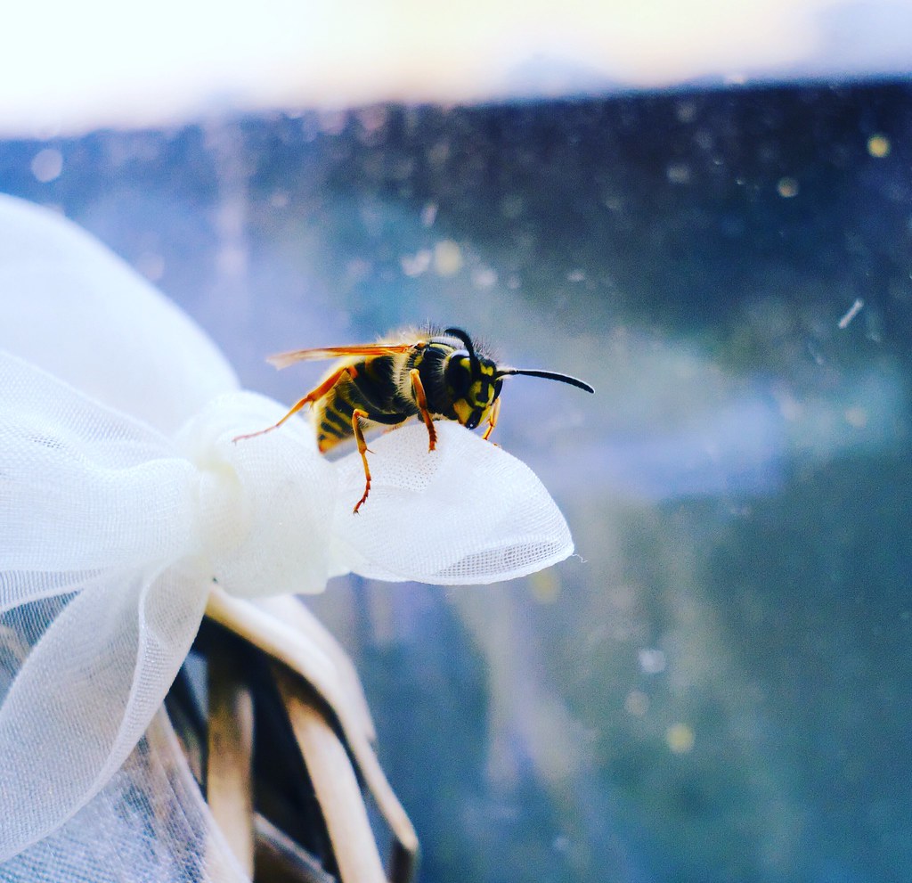 Spring Wasp Spring wasp #macro #closeup #insects #industar69 #wildlife… | Flickr