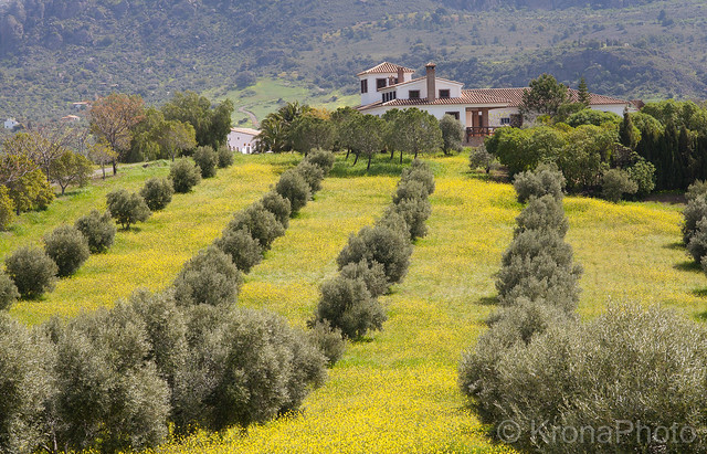 Spring in the olive groves, Andalucia, Spain
