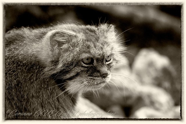 CHAT MANUL