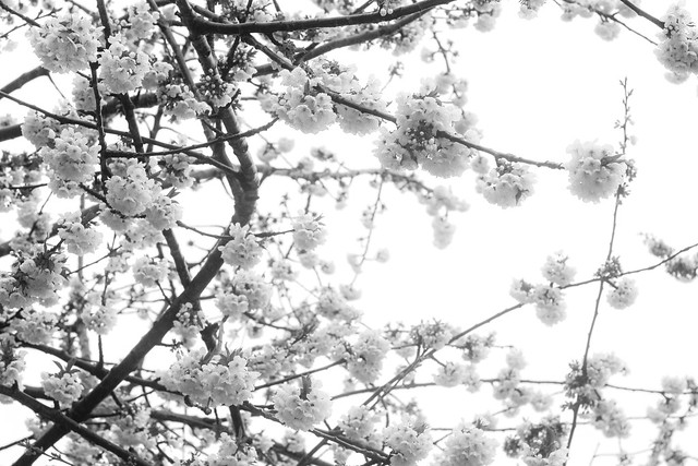 White Blossom [12/30] (102/365)