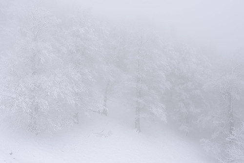 nikon d810 1635mm ciucas massif romania mountain bratocea landscape nature natural white whiteout forest trees winter snow outdoor peaceful silence serenity