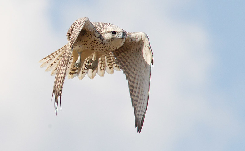 Gyr Falcon - local falconer's bird or not, magnificent!