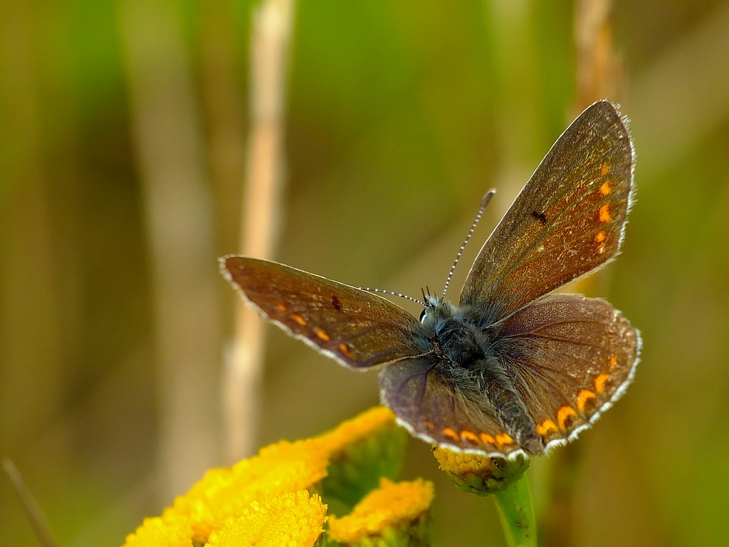 Aricia agestis  Hugo Nissen  Flickr