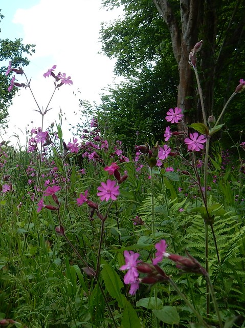 Red Campion Milford to Godalming