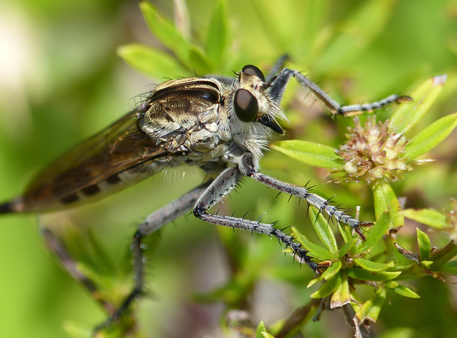 Robber Fly (uncertain what species - any ID help gratefully received)