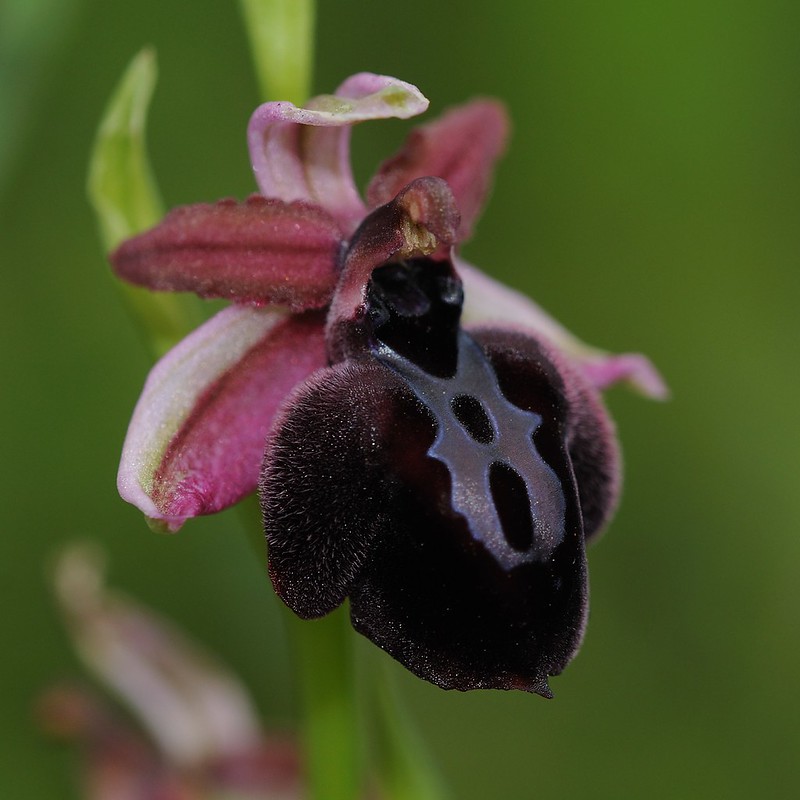 20160326-053F1 | Spruners Ragwurz (Ophrys spruneri). Kefalonia, 26.03.2016
