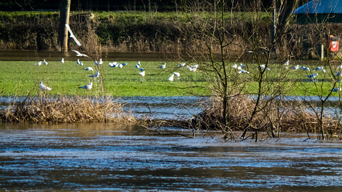 Gulls on flooded playing fields