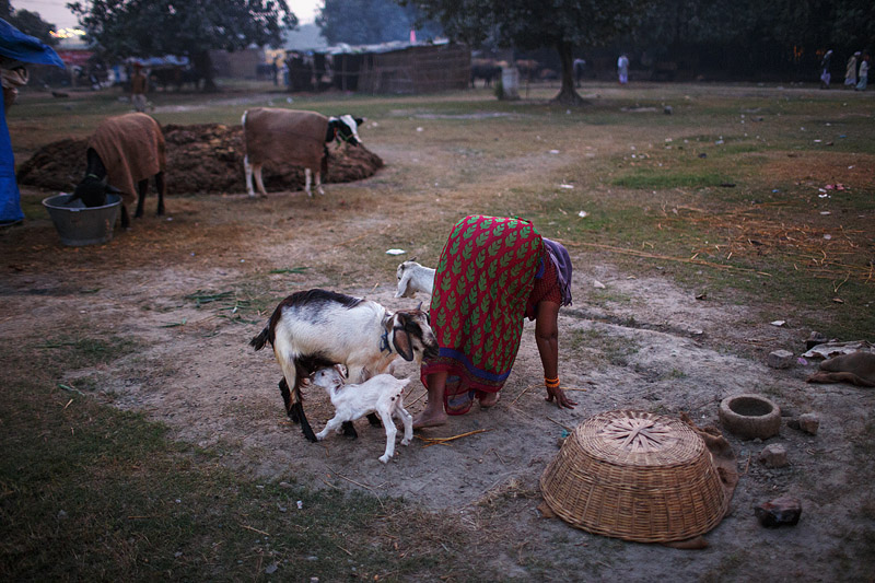Goats - Sonepur, india | A livestock market at Sonepur Mela.… | Flickr