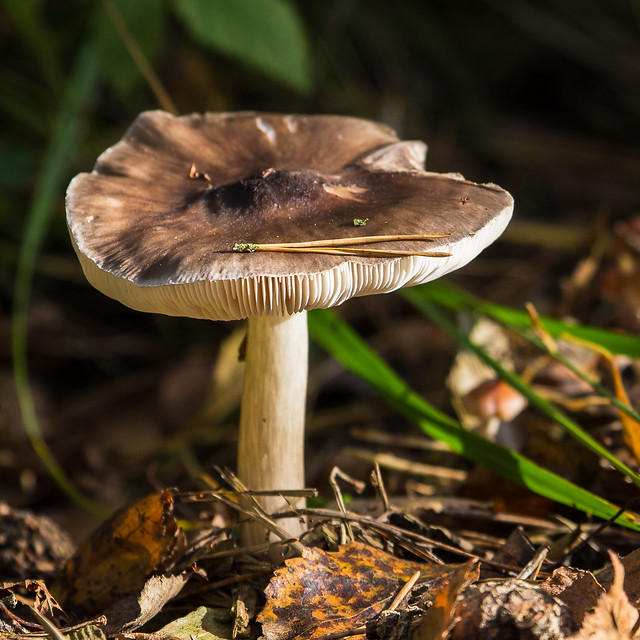 Mushroom with Pine-Needle - Pilz mit Kiefernnadel (Uli)