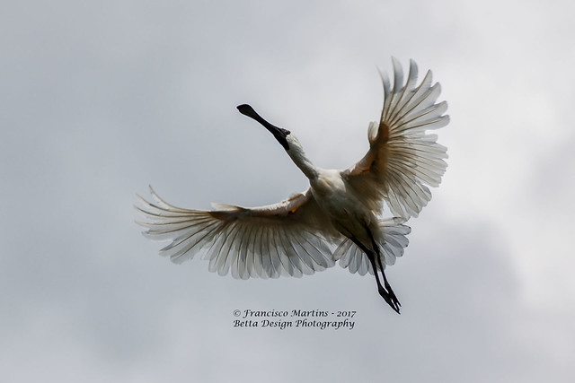 Spoonbill feathers in flight