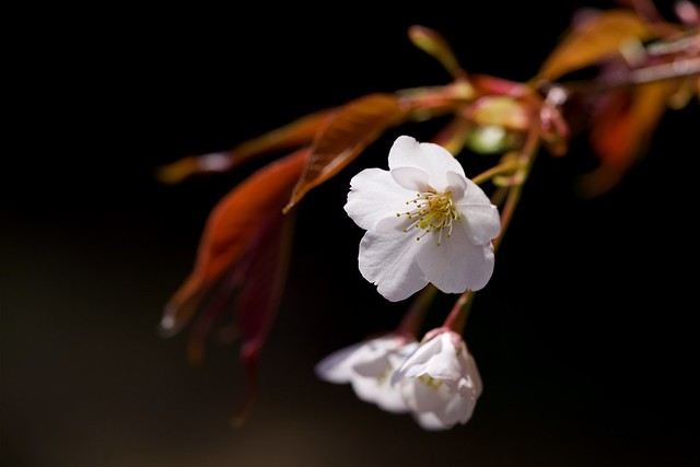 ヤマザクラ Wild cherry blossoms