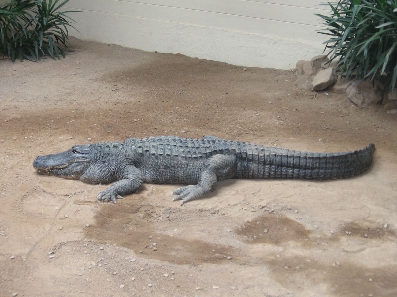 American Aligator at Reptiland in Allenwood, Pennsylvania. Photo by howderfamily.com; (CC BY-NC-SA 2.0)