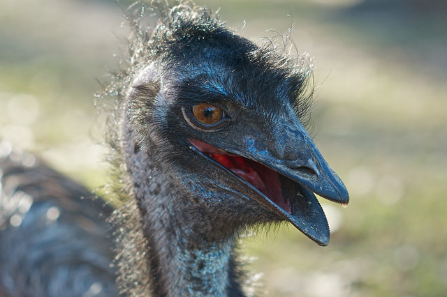 Handsome Irving the Emu
