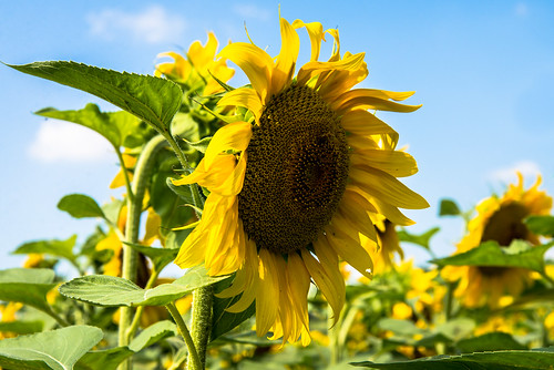 sunset summer sky sun france yellow flora 66 explore le sunflowers 247 explored 2013 riols wonderfulworldofflowers sunflower0837