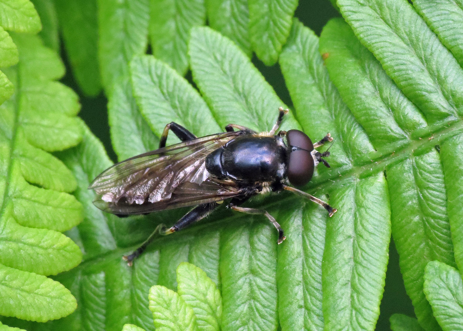 Hoverfly - Syritta pipiens