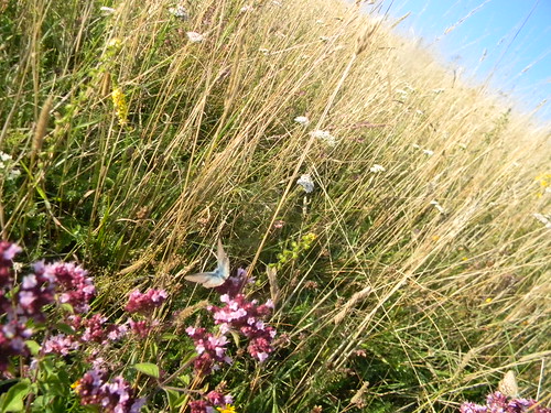 Blue butterfly on marjoram Uckfield to Lewes