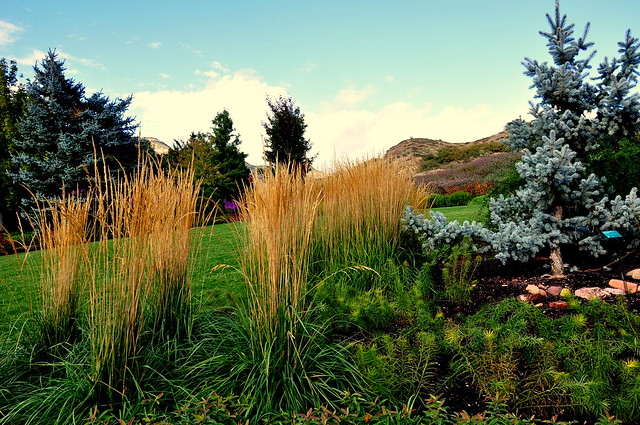 Tall grasses and Blue Spruce