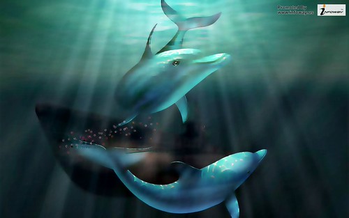 Dolphin Wallpaper | by Infoway LLC - Website Development Company