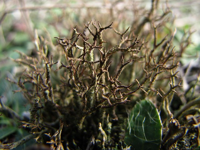 Unknown lichen
