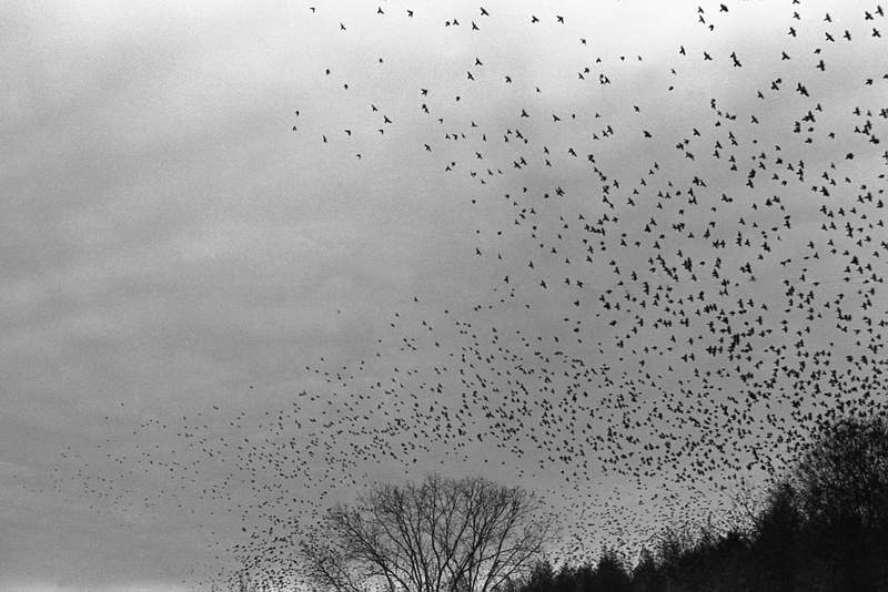 Roosting Blackbirds, Jan. 2014