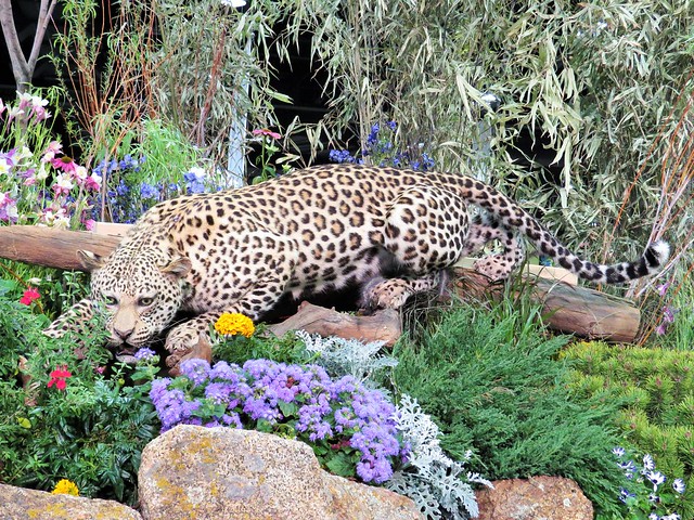 Hope I don't see a leopard in my garden!