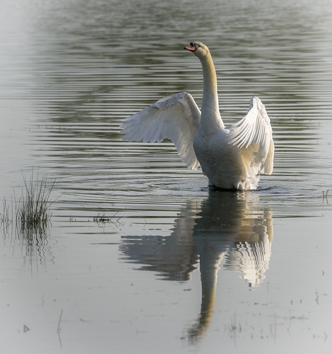 Swan drying off. | by zoomin007