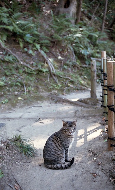 A cat in Sankeien garden 2017/02 No.1(taken by film camera).