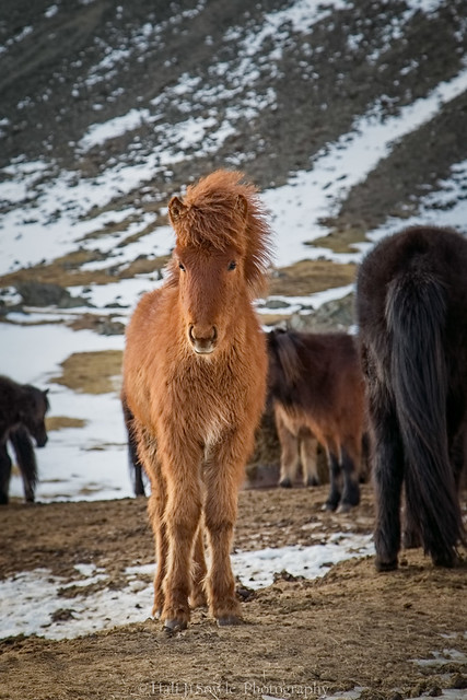 Icelandic Horse