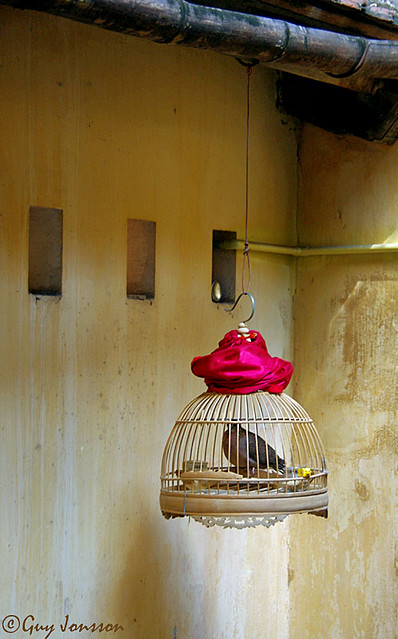 Bird in a small cage