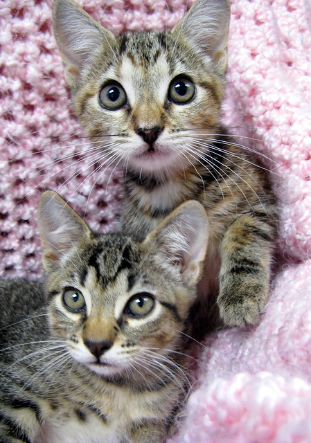 Tabby Kittens ~ Mork on Top & Mindy Bottom ~ redux