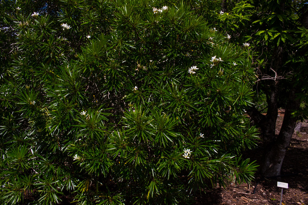 Plumeria syn. Frangipani, Botanic Gardens, Darwin