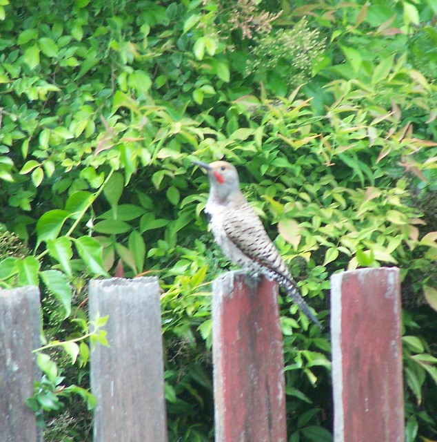 woodpecker out the kitchen window