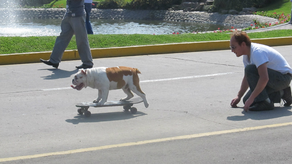 Benito el bulldog skater